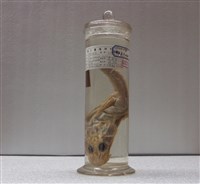 藏品(印度牛尾魚)的圖片